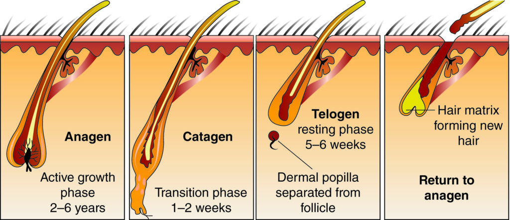 hair-loss-cycles-prp-for-hair-loss-hair-transplant-kansas-city